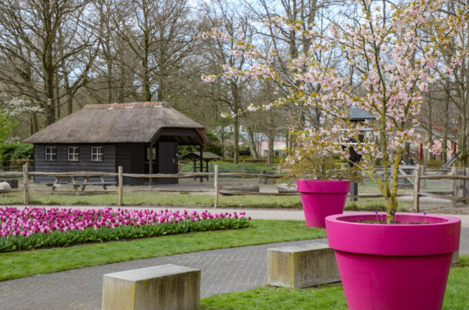 Keukenhof maakt opvallende sprong in populariteit bij Nederlanders
