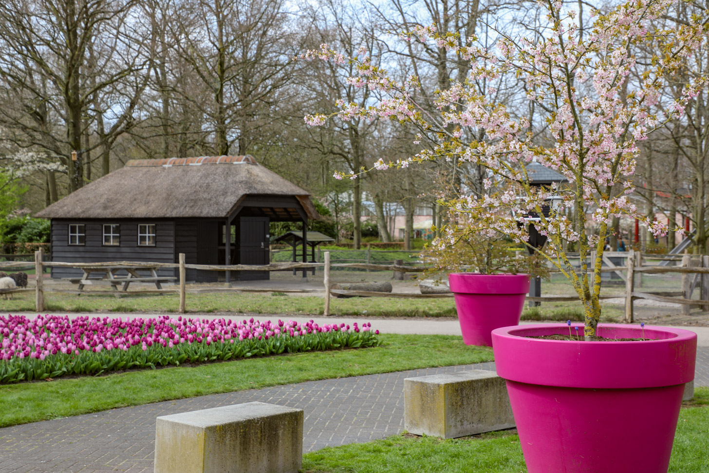 Keukenhof maakt opvallende sprong in populariteit bij Nederlanders